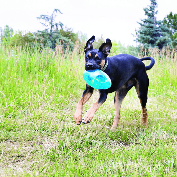 Kong Jumbler Football Toy for Dogs (Purple) Online