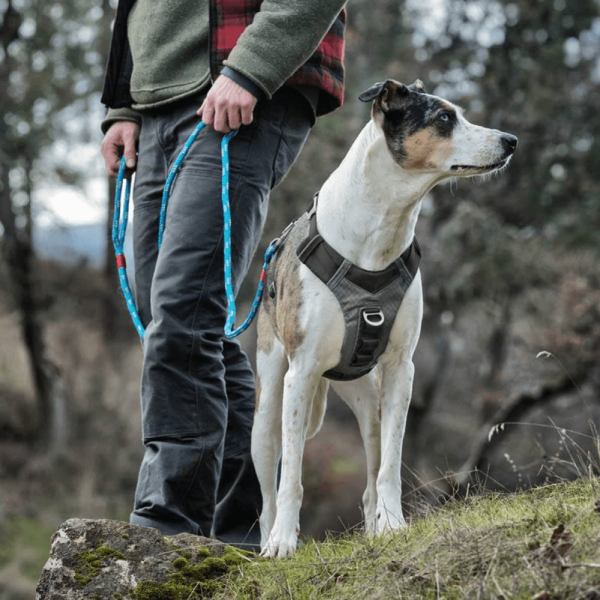 Kurgo Journey Air Harness for Dogs (Black Gargoyle Grey) Online